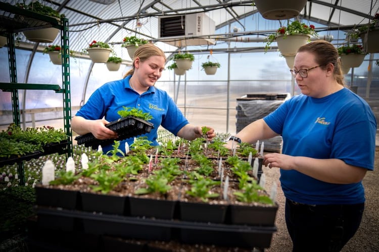 two woman planting petunias