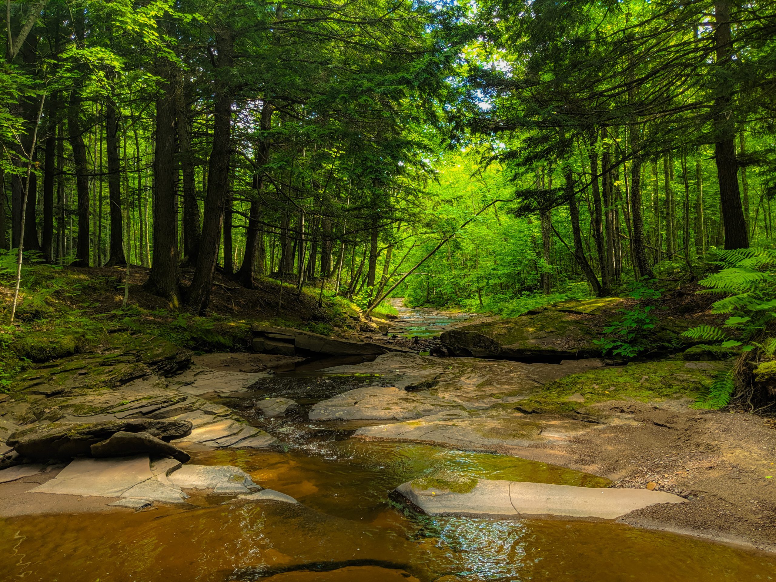 a beautiful creek and forrest 
