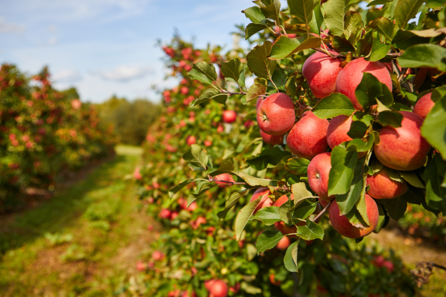Apples